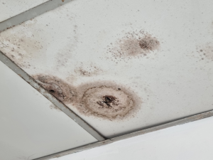 Mold removal contractor in Mount Prospect Illinois