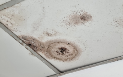Five Types of Mold That Could Be Lurking in Your Office: Insights from a Mold Removal Contractor in Mount Prospect, Illinois