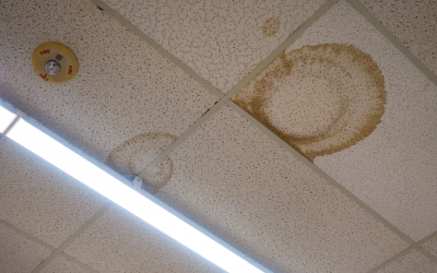 Tips for Preventing Mold Growth in an Office Building: Insights from a Mold Removal Contractor in Palatine, Illinois