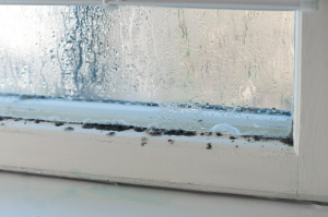 Mold removal contractor in Morton Grove Illinois