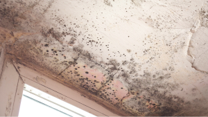 Mold removal contractors in Elk Grove Village Illinois