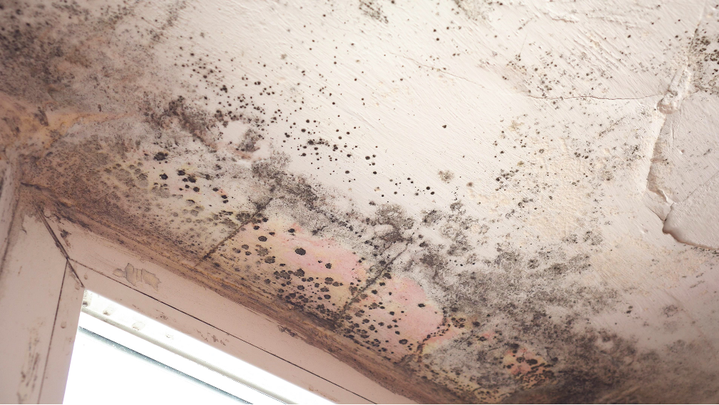 Three Tips for Keeping Your Office Mold-Free: Insights from a Mold Removal Contractor in Elk Grove Village, Illinois