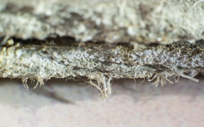 The Dangers of DIY Asbestos Removal in Commercial Properties: Insights from an Asbestos Removal Contractor in Palatine, Illinois
