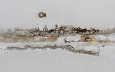 The Dangers of Mold — How It Impacts Air Quality in Commercial Buildings: Insights from a Mold Removal Contractor in Highland Park, Illinois