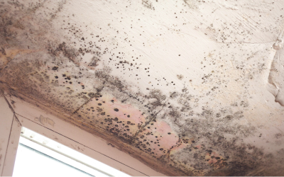 Why Regular Industrial Mold Inspections and Removals Are Crucial for Workplace Health and Safety: Insights from a Mold Removal Company in Arlington Heights, Illinois