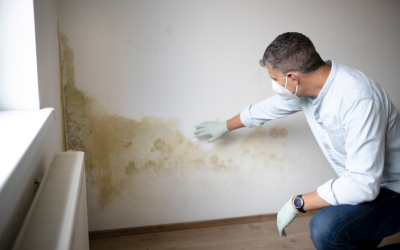 The Benefits of Regular Mold Inspections for Your Business: Insights from a Mold Removal Company in Morton Grove, Illinois