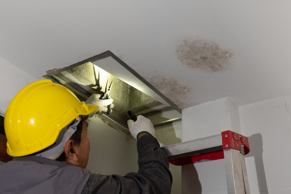 The Hidden Costs of Ignoring Mold Problems: Insights from a Mold Removal Company in Elk Grove Village, Illinois