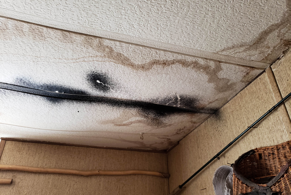 Keeping Your Commercial Property Safe from Mold: Insights from a Mold Removal Company in Evanston, Illinois