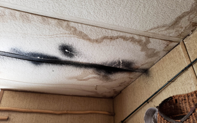Keeping Your Commercial Property Safe from Mold: Insights from a Mold Removal Company in Evanston, Illinois