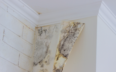 Things Commercial Property Owners Should Know About Black Mold: Insights from a Mold Removal Contractor in Arlington Heights, Illinois