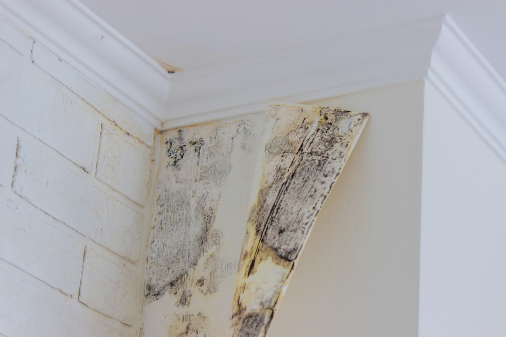 Things Commercial Property Owners Should Know About Black Mold: Insights from a Mold Removal Contractor in Arlington Heights, Illinois