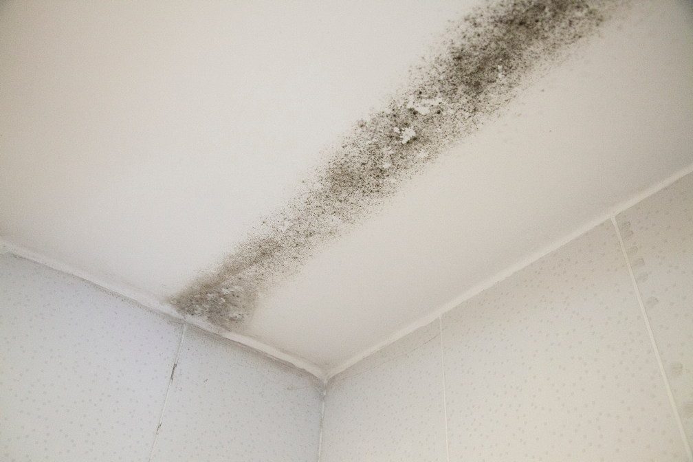 Maintaining Business Operations While Removing Mold: Insights from a Mold Removal Contractor in Morton Grove, Illinois