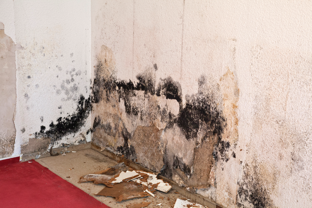 Best Safety Protocols for Commercial Mold Cleanup: Insights from a Mold Removal Contractor in Elk Grove Village, Illinois