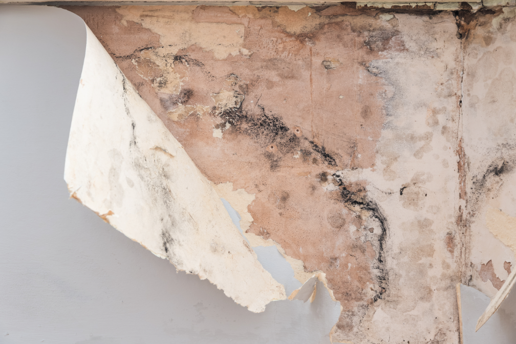 What Should You Do About Mold When Wallpapering Your Commercial Space? Insights from a Mold Removal Contractor in Prospect Heights, Illinois