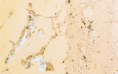 Why Is a Mold Infestation a Serious Threat to Your Business? Insights from a Mold Removal Company in Arlington Heights, Illinois