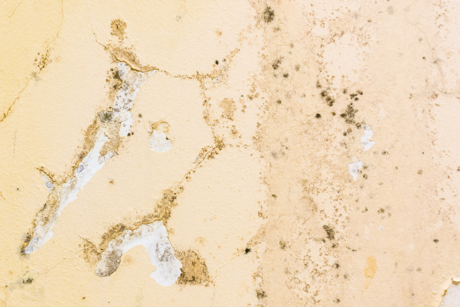 Why Is a Mold Infestation a Serious Threat to Your Business? Insights from a Mold Removal Company in Arlington Heights, Illinois