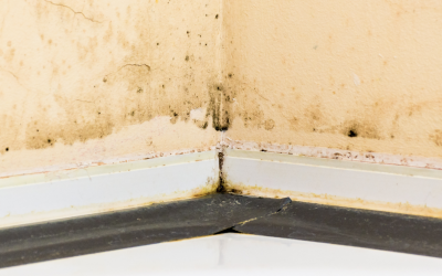 Seven Common Mold Myths Commercial Building Owners Fall for: Insights from a Mold Removal Company in Long Grove, Illinois