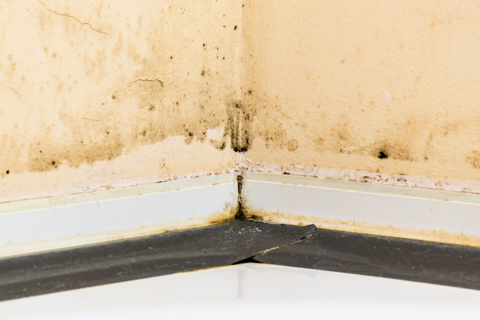 Seven Common Mold Myths Commercial Building Owners Fall for: Insights from a Mold Removal Company in Long Grove, Illinois