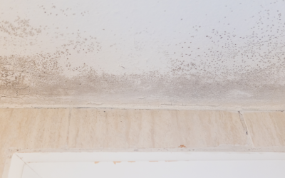 Common Warning Signs that Your Building May Contain Mold: Insights from a Mold Removal Company in Mount Prospect, Illinois