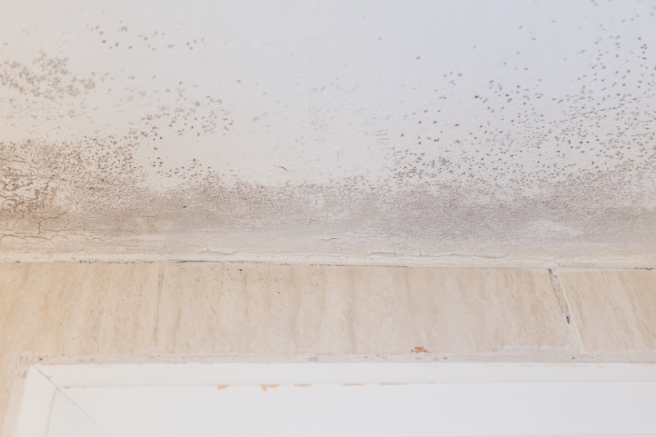 Common Warning Signs that Your Building May Contain Mold: Insights from a Mold Removal Company in Mount Prospect, Illinois