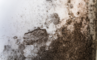 Do You Need to Hire a Professional for Commercial Mold Removal? Insights from a Mold Removal Company in Buffalo Grove, Illinois