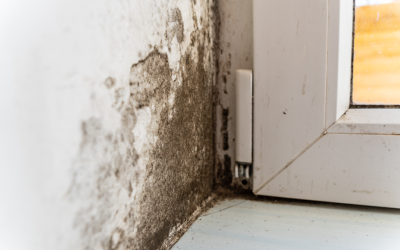 How Professional Mold Remediation Is Different from a Basic Cleaning: Insights from a Mold Removal Company in Palatine, Illinois