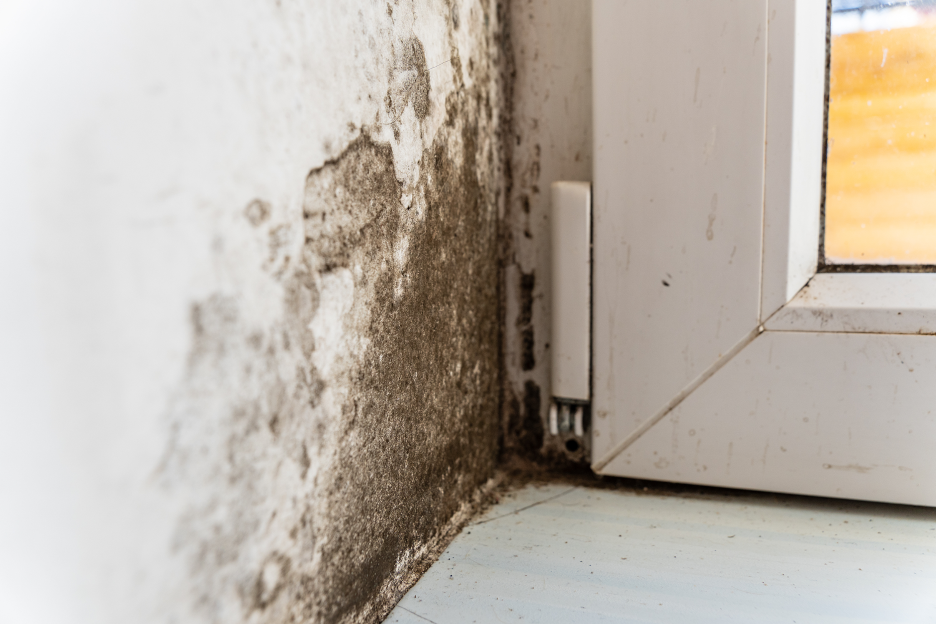 How Professional Mold Remediation Is Different from a Basic Cleaning: Insights from a Mold Removal Company in Palatine, Illinois
