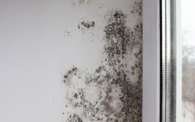 Mold’s Impact on Indoor Air Quality and Tenant Health: Insights from a Mold Removal Contractor in Hoffman Estates, Illinois