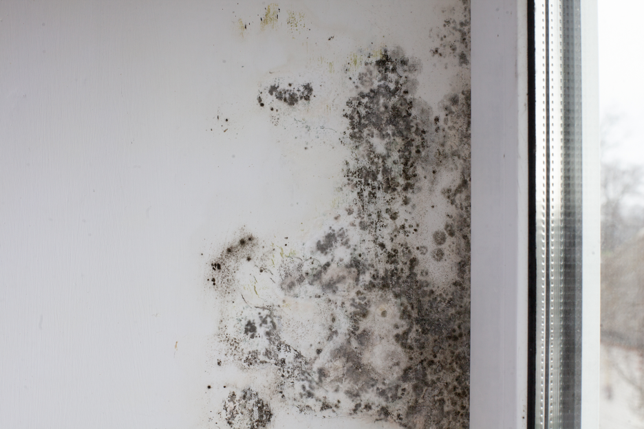 Mold’s Impact on Indoor Air Quality and Tenant Health: Insights from a Mold Removal Contractor in Hoffman Estates, Illinois