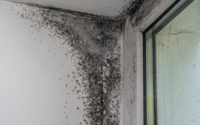 Construction Defects that Encourage Mold Growth in New Builds: Insights from a Mold Removal Company in Morton Grove, Illinois