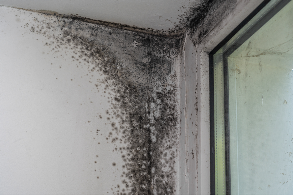 Construction Defects that Encourage Mold Growth in New Builds: Insights from a Mold Removal Company in Morton Grove, Illinois