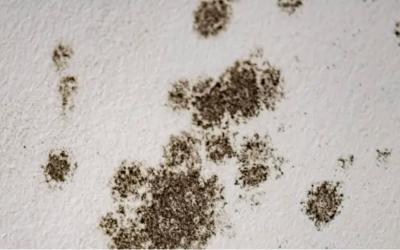 Is Mold a Building Code Violation for Commercial Properties? Insights from a Mold Removal Contractor in Elk Grove Village, Illinois