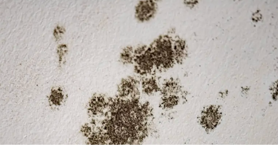 Is Mold a Building Code Violation for Commercial Properties? Insights from a Mold Removal Contractor in Elk Grove Village, Illinois