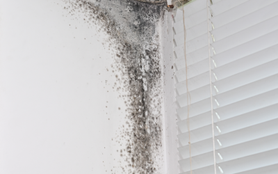 Can You Paint Over Mold? Insights from a Mold Removal Company in Prospect Heights, Illinois