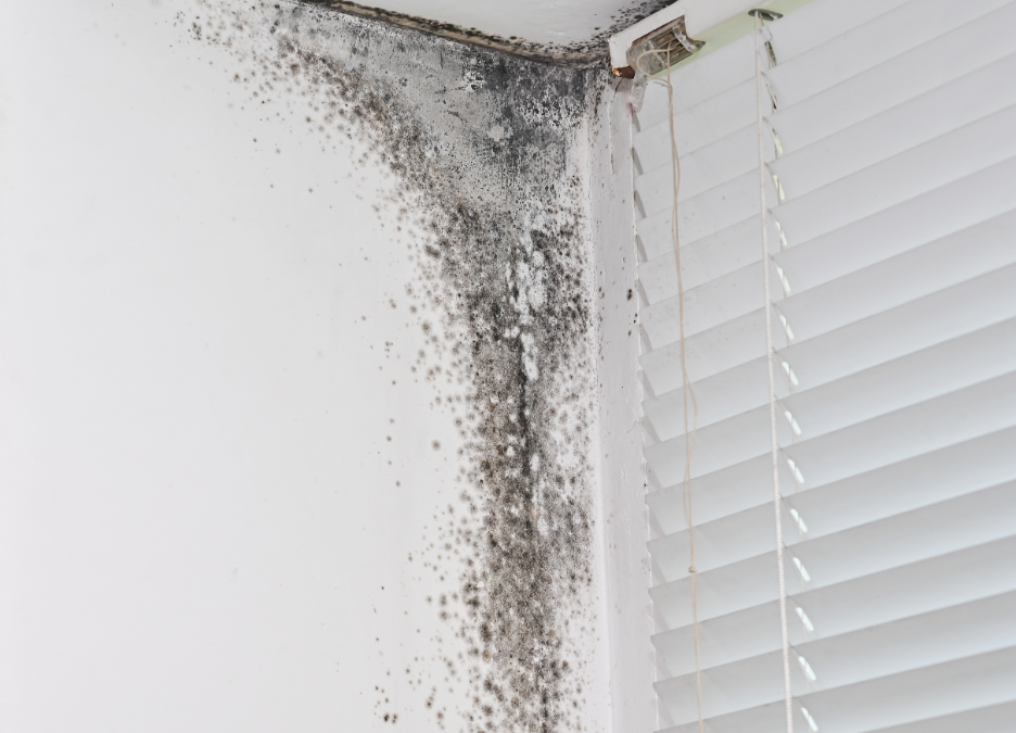 Can You Paint Over Mold? Insights from a Mold Removal Company in Prospect Heights, Illinois