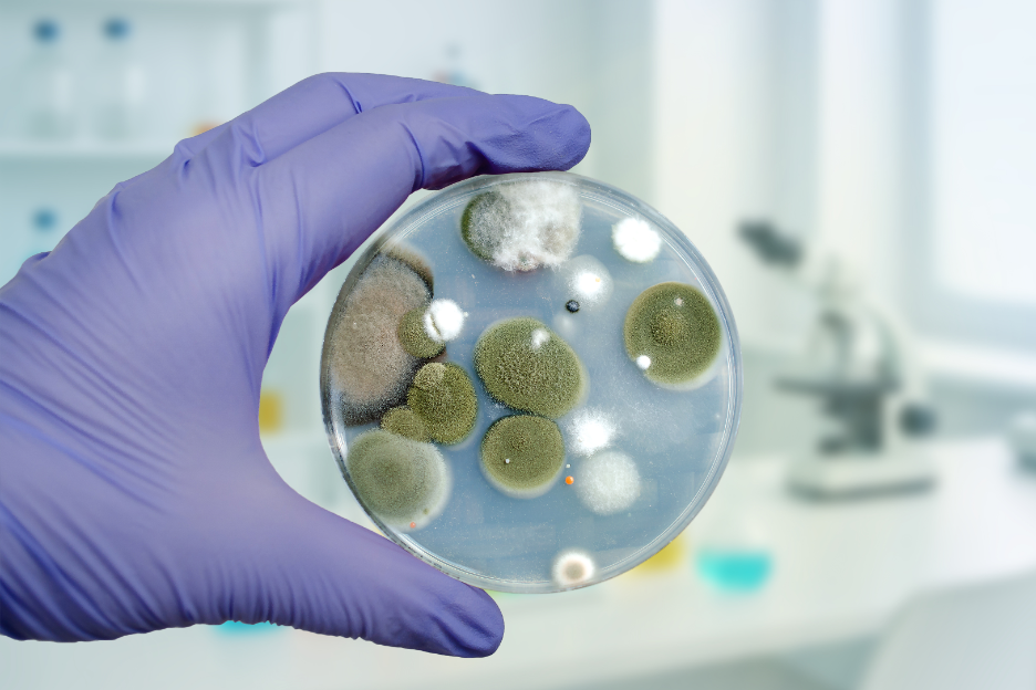 How Do Professionals Prevent Cross-Contamination During Mold Remediation? Insights from a Mold Removal Company in Evanston, Illinois