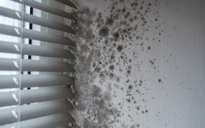 Can Mold Return Even After Professional Removal? Insights from a Mold Removal Contractor in Arlington Heights, Illinois