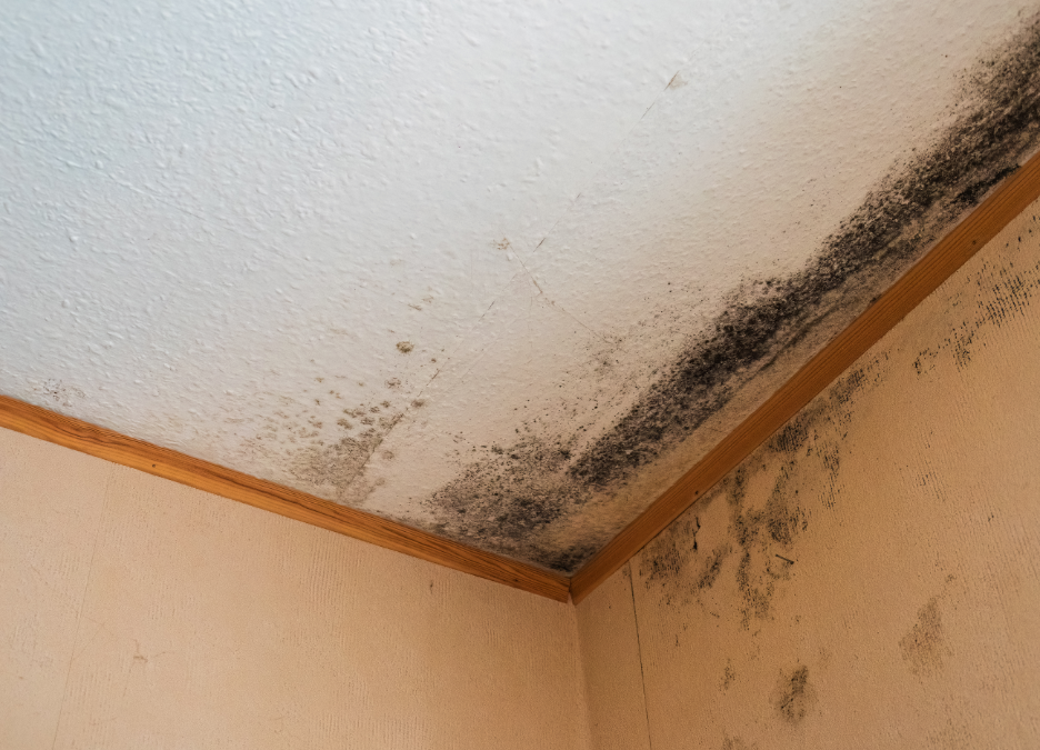 How Fast Can Mold Spread After Water Damage? Insights from a Mold Removal Company in Schaumburg, Illinois
