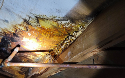 What Causes Mold Growth in Commercial Properties? Insights from a Mold Removal Contractor in Mount Prospect, Illinois