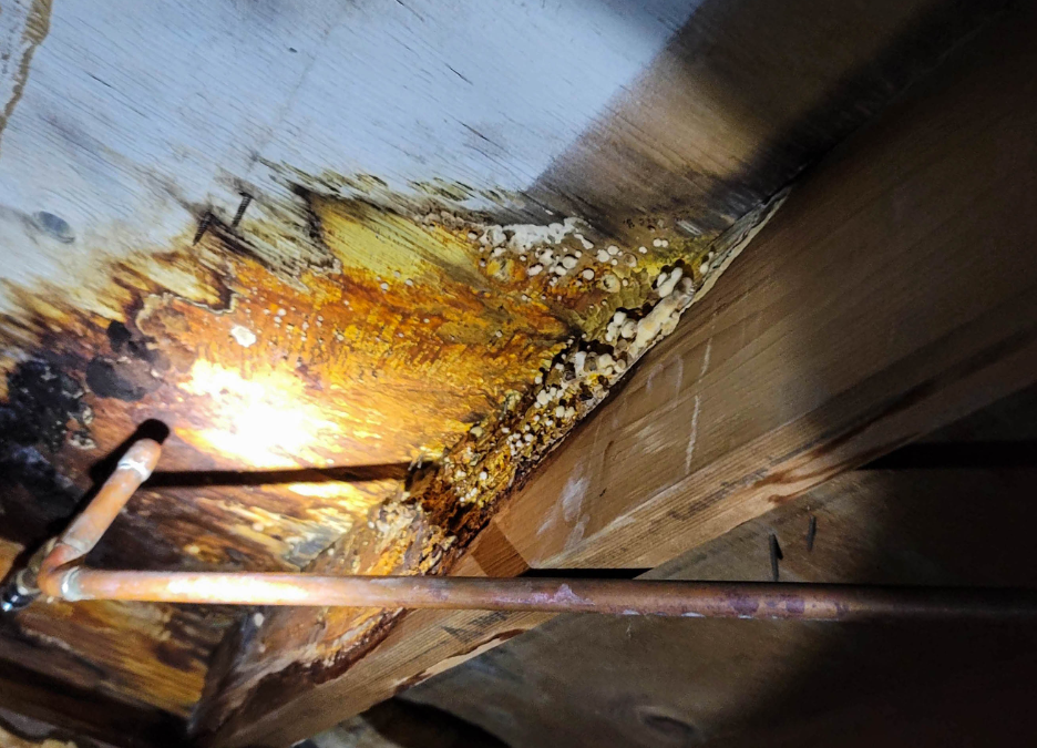What Causes Mold Growth in Commercial Properties? Insights from a Mold Removal Contractor in Mount Prospect, Illinois