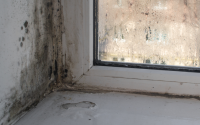 When Should a Business Hire a Mold Remediation Company? Insights from a Mold Removal Company in Highland Park, Illinois