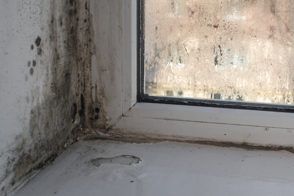 When Should a Business Hire a Mold Remediation Company? Insights from a Mold Removal Company in Highland Park, Illinois