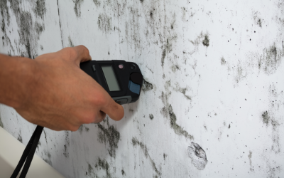 How Do Mold Inspections and Testing Work? A Mold Removal Contractor in Bedford Park, Illinois Explains