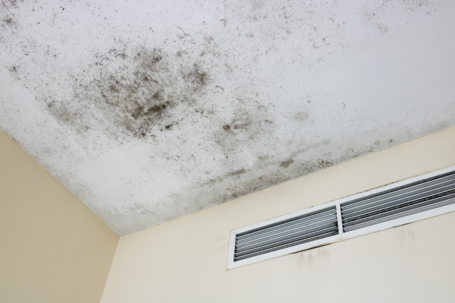 Can Mold Spread Through HVAC Systems? A Mold Removal Company in Rolling Meadows, Illinois Explains