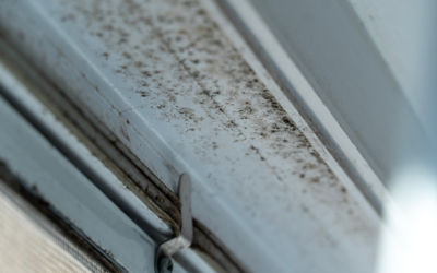 What Areas of a Building Are Most Likely to Develop Mold? A Mold Removal Contractor in Buffalo Grove, Illinois Explains