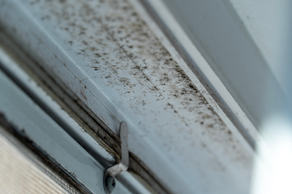 What Areas of a Building Are Most Likely to Develop Mold? A Mold Removal Contractor in Buffalo Grove, Illinois Explains
