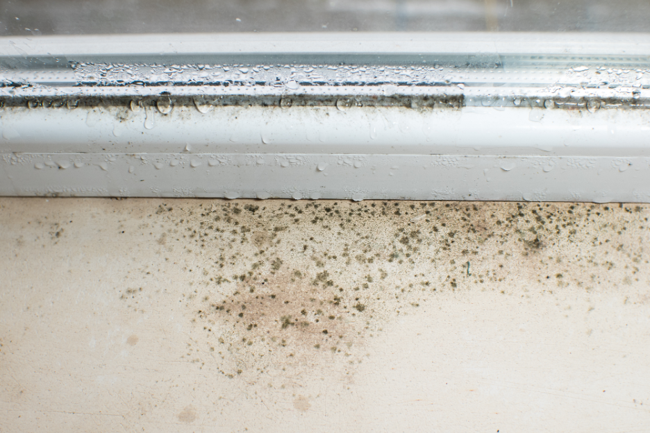 How Is Professional Mold Removal Performed? A Mold Removal Company in Highland Park, Illinois Explains